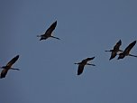 Die letzten Kraniche im Anflug (Foto: Peter Blei)