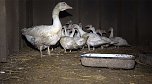Tierschutzorganisation erhebt Vorw&uuml;rfe gegen Hundez&uuml;chterin aus Bleicherode (Foto: PETA Deutschland e.V.)
