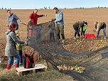 Apfelpflücken in Harztor (Foto: Sandra Witzel) Apfelpflücken in Harztor (Foto: Sandra Witzel)
