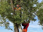 Apfelpflücken in Harztor (Foto: Sandra Witzel) Apfelpflücken in Harztor (Foto: Sandra Witzel)