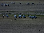 Kraniche am Stausee (Foto: P.Blei) Kraniche am Stausee (Foto: P.Blei)