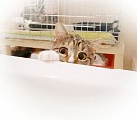 Hilfe f&uuml;r &uuml;ber 40 Tiere - Tierschutz Nordhausen bedankt sich bei Unterst&uuml;tzern (Foto: Tierschutz Nordhausen)