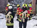 Rettung in der Not: in Lipprechterode konnten die freiwilligen Feuerwehren heute rund 350 Schafe bergen (Foto: Freiwillige Feuerwehr Lipprechterode)