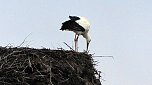 Erster Storch in der Goldenen Aue  (Foto: Ulrich Reinboth)