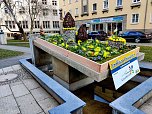 Geschm&uuml;ckte Brunnen (Foto: P.Blei)