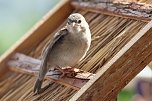 Junger Haussperling auf Entdeckungstour (Foto: Eva Maria Wiegand)