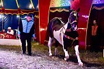 Zirkus Atlantik in Sundhausen (Foto: City-Scout Sven G&auml;mkow)