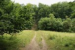 Unterwegs auf dem "Urwaldpfad" (Foto: agl)