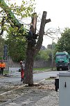 An der Bleiche hat man damit begonnen 13 Bäume zu fällen (Foto: Michael Garke) An der Bleiche hat man damit begonnen 13 Bäume zu fällen (Foto: Michael Garke)
