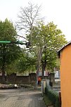 An der Bleiche hat man damit begonnen 13 Bäume zu fällen (Foto: Michael Garke) An der Bleiche hat man damit begonnen 13 Bäume zu fällen (Foto: Michael Garke)