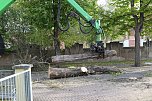 An der Bleiche hat man damit begonnen 13 Bäume zu fällen (Foto: Michael Garke) An der Bleiche hat man damit begonnen 13 Bäume zu fällen (Foto: Michael Garke)