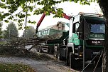 An der Bleiche hat man damit begonnen 13 Bäume zu fällen (Foto: Michael Garke) An der Bleiche hat man damit begonnen 13 Bäume zu fällen (Foto: Michael Garke)