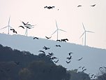 Tausende Kraniche im Anflug (Foto: Peter Blei) Tausende Kraniche im Anflug (Foto: Peter Blei)