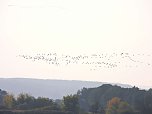 Tausende Kraniche im Anflug (Foto: Peter Blei) Tausende Kraniche im Anflug (Foto: Peter Blei)