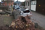 Morscher Baum begrub zwei Fahrzeuge unter sich (Foto: S. Dietzel)