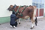 Wenn der Weihnachtsochse�durch die D&ouml;rfer zieht (Foto: S. Dietzel)