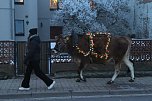 Wenn der Weihnachtsochse�durch die D&ouml;rfer zieht (Foto: S. Dietzel)