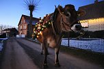 Wenn der Weihnachtsochse�durch die D&ouml;rfer zieht (Foto: S. Dietzel)