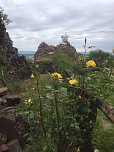 Rosenbl&uuml;te auf der Ebersburg (Foto: Hannelore M&uuml;ller)