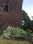 Rosenbl&uuml;te auf der Ebersburg (Foto: Hannelore M&uuml;ller)