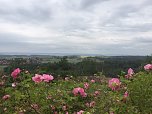 Rosenbl&uuml;te auf der Ebersburg (Foto: Hannelore M&uuml;ller)
