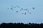 Rückkehr der Kraniche (Foto: Peter Blei) Rückkehr der Kraniche (Foto: Peter Blei)