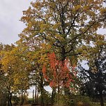 Herbst am Kiesschacht (Foto: Peter Blei)