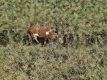 Gestellt im Feld - Kalb wurde nach neun Wochen wieder eingefangen (Foto: S. Dietzel)