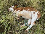Gestellt im Feld - Kalb wurde nach neun Wochen wieder eingefangen (Foto: S. Dietzel)