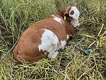 Gestellt im Feld - Kalb wurde nach neun Wochen wieder eingefangen (Foto: S. Dietzel)