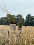 Mit dem Spaten für den Wald - die beiden neunten Klassen der Regelschule Niedersachswerfen halfen bei der Wiederaufforstung im Harz (Foto: Tanita Thelemann) Mit dem Spaten für den Wald - die beiden neunten Klassen der Regelschule Niedersachswerfen halfen bei der Wiederaufforstung im Harz (Foto: Tanita Thelemann)