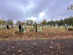 Baumpflanzungen im Stadtwald (Foto: Yvonne Reichardt, Nordth&uuml;ringer Lebenshilfe )