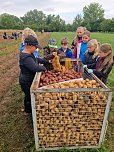 Kartoffelernte der Grundschüler in Werther (Foto: GS Werther) Kartoffelernte der Grundschüler in Werther (Foto: GS Werther)