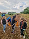 Kartoffelernte der Grundschüler in Werther (Foto: GS Werther) Kartoffelernte der Grundschüler in Werther (Foto: GS Werther)