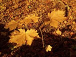 Goldener Herbst im Gehege (Foto: Bernd Thielbeer) Goldener Herbst im Gehege (Foto: Bernd Thielbeer)