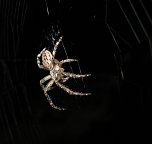 Spinne am Abend (Foto: P. Blei) Spinne am Abend (Foto: P. Blei)