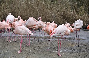 Zoo Hannover