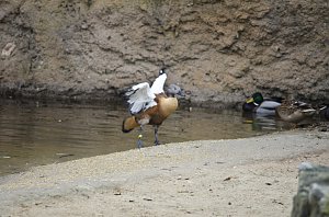 Zoo Hannover