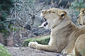 Zoo Hannover