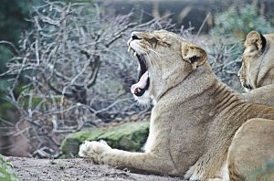 Zoo Hannover
