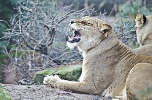 Zoo Hannover