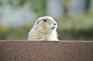 Zoo Hannover