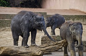 Zoo Hannover