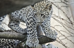 Zoo Hannover