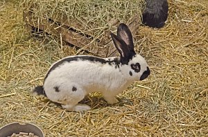 Zoo Hannover