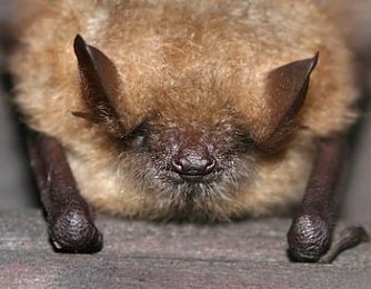 Umgesiedelt (Foto: Wikipedia Commons)