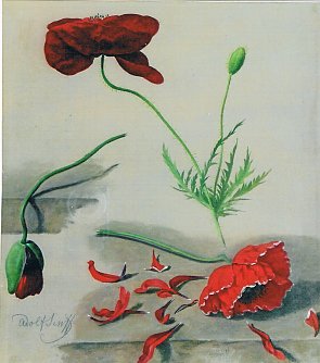 Roter Mohn (Foto: privat)