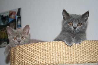 Herbstfest beim Tierschutz (Foto: Hellberg)