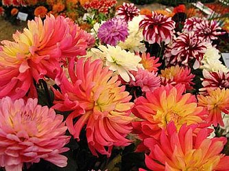 Erntedank der Th&uuml;ringer G&auml;rtner (Foto: nnz)