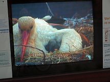 Blick ins Nest (Foto: Rzehak)